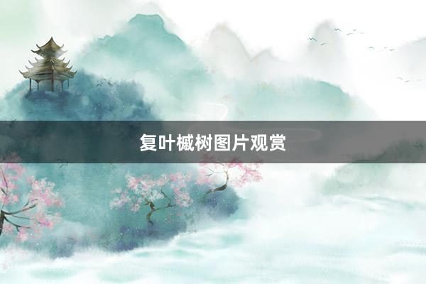 复叶槭树图片观赏